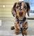 Miniature Long Haired Dachshund Puppy