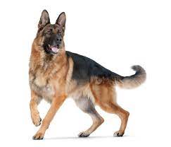 German Shepherd Dog Ovcharka Porody Sobak Nemeckaya Ovcharka