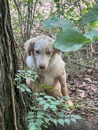 Lost male Australian Shepherd puppy?