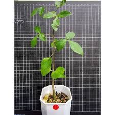 Image result for Commiphora pteleifolia