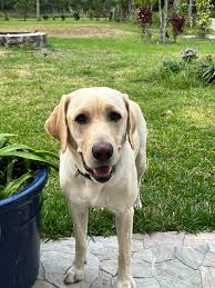 Horse feed toxicity in dogs