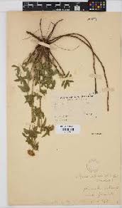 Image result for Aspilia pluriseta