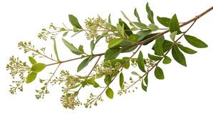 Image result for Lawsonia inermis