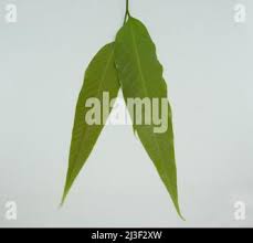 Image result for Monoon longifolium