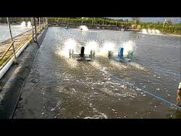 Vlogtambak Budidaya Udang Vaname Sistem Bioflok Part2 Youtube