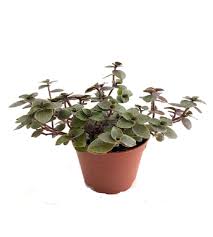 Maybe you would like to learn more about one of these? Turtle Vine Callisia Repens Thegreenyard In