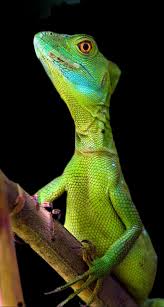 Basilisk Female Animals Beautiful Nature Animals Basilisk Lizard
