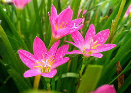 Jika di atur dengan suhu yang lebih tinggi maka dia akan tumbuh lebih cepat. Flower Pink Flora Free Photo On Pixabay