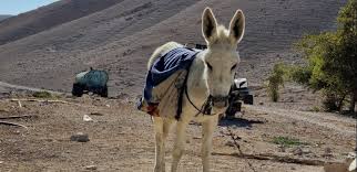 Image result for Motandra