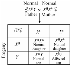 These genes are normally found on the y chromosome (the y chromosome pretty much carries just these genes and very little else), but. Solved A Recessive Mutation Of An X Linked Gene In Humans Results Chegg Com