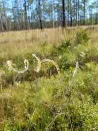 Image result for Ctenium