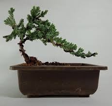 One of the most popular of all bonsai varieties, this exceptional evergreen provides a sense of calm and serenity, and with proper attention it can last for years. Bonsai Plant Bonsai Pine Manufacturer From Surat