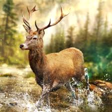 Para obtener mejores resultados descarga la última versión de chrome. Descargar Hunting Clash Juego De Caza Simulador De Cazador Apk 2 37 Android De Forma Gratuita Com Tensquaregames Hunting Clash Wild Hunter Deer