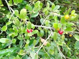 Image result for Diospyros ferrea