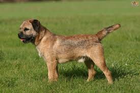 Border Terrier Dog Breed Facts Highlights Buying Advice