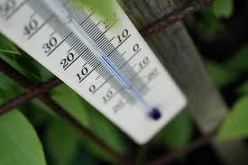 Leaf spotting is most common during wet conditions, as rain or water splashed on the leaves can spread the spores. Hibiscus Leaves Turns Brown Yellow With Holes Spots Falls Ready To Diy