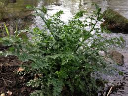 How to get rid of poison hemlock. Hemlock Water Dropwort Oenanthe Crocata