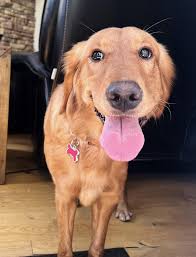 Who does Dog Grooming in Gordon?? TIA