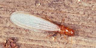 We did not find results for: Termite Inspection Cost Vs The Savings It Brings Are Annual Termite Inspections Worth Doing