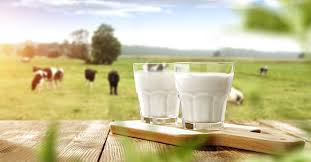 Farm fresh milk sdn bhd, the company behind the farm fresh milk, has added a new product called yarra farm australian pasteurised cow's milk. Is Organic And Farm Fresh Milk Good For Your Child Reasons To Choose A2 Milk Parentcircle