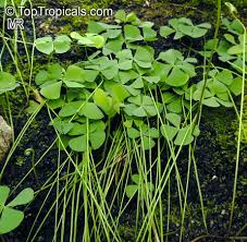 Image result for Marsilea vera