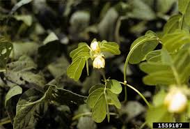 Image result for Senna obtusifolia