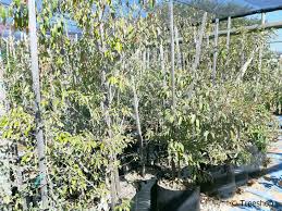 Image result for Croton gratissimus