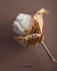 Image result for Gossypium barbadense