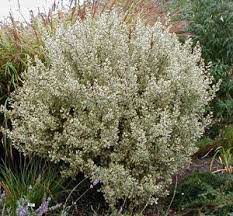 Rhamnus Alaternus Argenteovariegata Mediterranean Garden Privacy Plants Plants