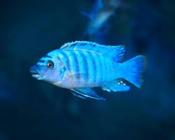 Image result for Grona afra