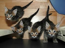 Don T Make My Mistakes Kittens Can And Will Mate Catster