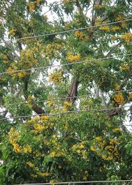 Image result for Pterocarpus megalocarpus