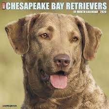 It may take time to mature and is a slow learner. Just Chesapeake Bay Retrievers 2020 Wall Calendar Dog Breed Calendar Willow Creek Press Amazon De Bucher