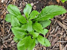 Image result for Asparagus asparagoides