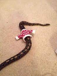 This Snake That Proves You Don T Need Arms To Look Thisss Ssstylisssh Cute Snake Cute Reptiles Snake