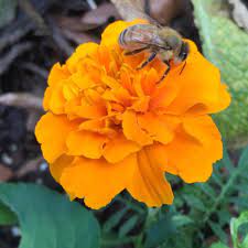 Maybe you would like to learn more about one of these? Will Marigolds Keep Bees Away Facts About Planting Marigolds To Deter Bees