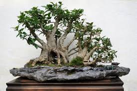 Image result for Ficus religiosa