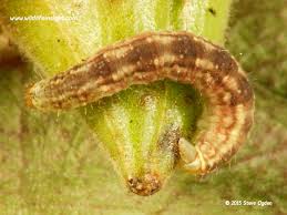 Image result for Eupithecia pulchellata