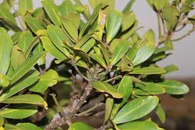 Image result for Rapanea melanophloeos