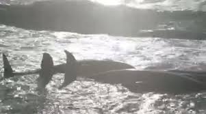 5 pilot whales die after 'traumatizing' stranding