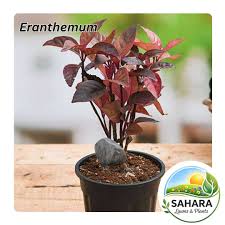 Image result for Eranthemum