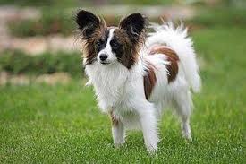 Weitere ideen zu lustige haustiere, haustiere, süße tiere. 10 Hunde Die Gut Mit Anderen Haustieren Auskommen