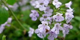 Image result for Lamiaceae