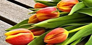 Fiori per augurare buon compleanno. Fiori Per Compleanno Quali Scegliere Per Non Sbagliare