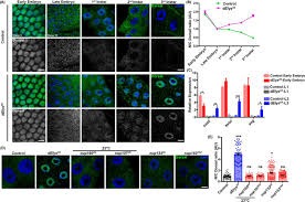 But these dorsal proteins are kept inactive by an inhibitory protein called cactus, which binds to and in embryos with a shortage of dorsal proteins, the mechanism also concentrates dorsal in the area the paper, a facilitated diffusion mechanism establishes the drosophila dorsal gradient, is. Drosophila Elys Regulates Dorsal Dynamics During Development Journal Of Biological Chemistry