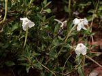 Image result for Barleria megalosiphon