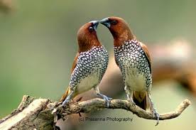 Top 25 Wild Bird Photographs Of The Week 44 Wild Birds Beautiful Birds Colorful Birds