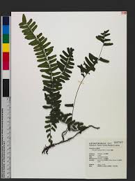 Image result for Arthropteris palisotii
