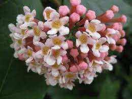 Image result for Rogiera amoena