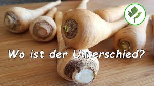 Pastinaken sind in mitteleuropa heimisch und eine sehr alte kulturpflanze, die auch wild vorkommt. Pastinaken Und Petersilienwurzel Wo Ist Der Unterschied Warenkunde Youtube